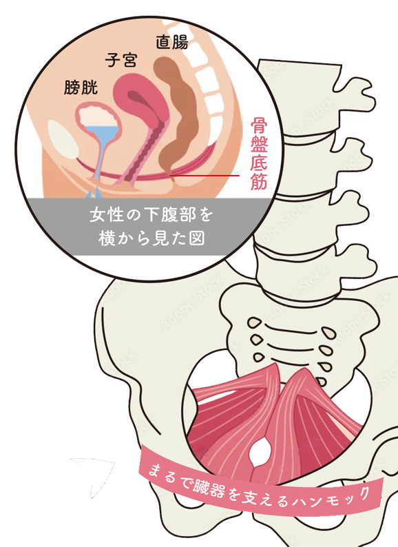 骨盤底筋