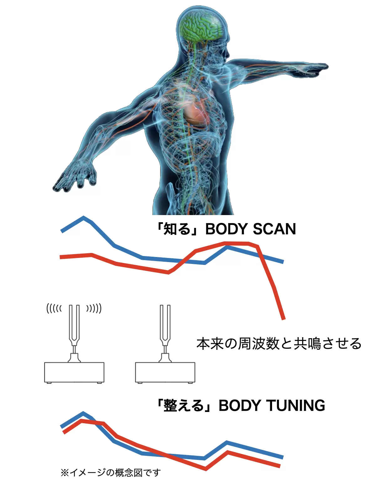 ボディースキャンイメージ